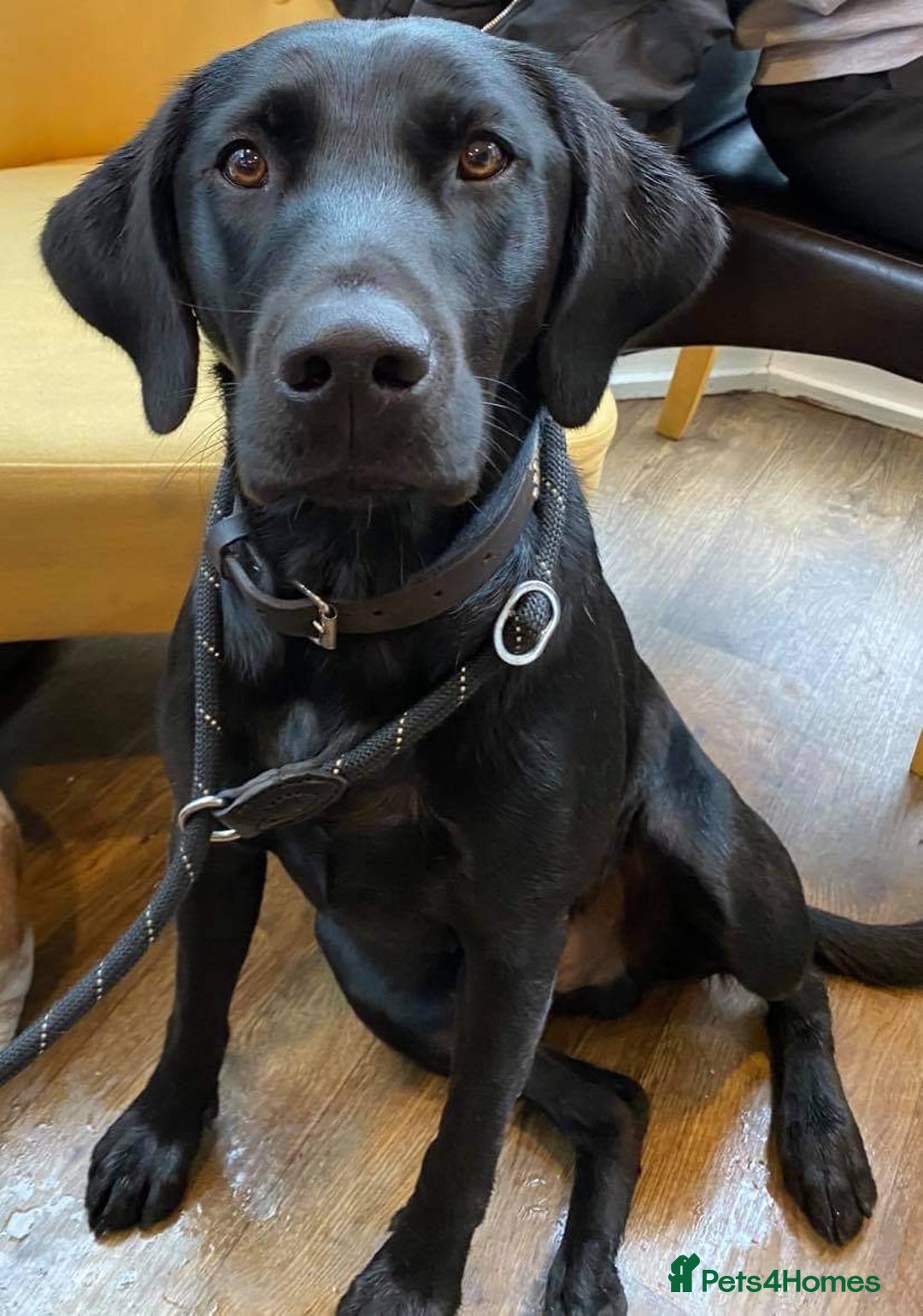 Labrador Retriever dogs for stud: KC registered black lab for stud in Banbury - Advert 1