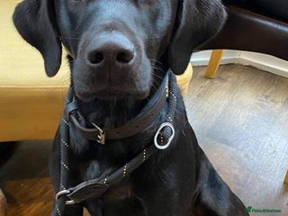 Labrador Retriever dogs KC registered black lab for stud in Banbury - Advert 18