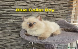 Ragdoll cats for sale: Beautiful ragdoll kittens - Image 1