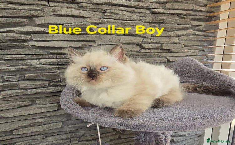 Ragdoll cats - Advert 11