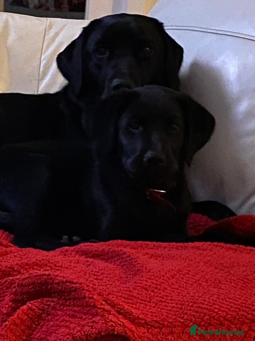 Labrador Retriever dogs for sale: Black and yellow Labrador puppies  - Advert 6