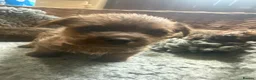 Norfolk Terrier dogs for sale: Norfolk Terrier Puppies for Sale – 1 Bitch 3 Dogs - Advert 6