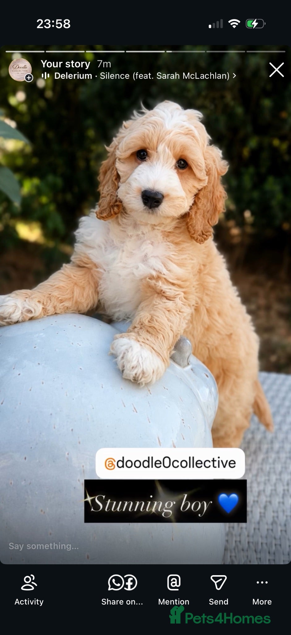 Cockapoo dogs F1 stunning cockapoos  - Advert 2