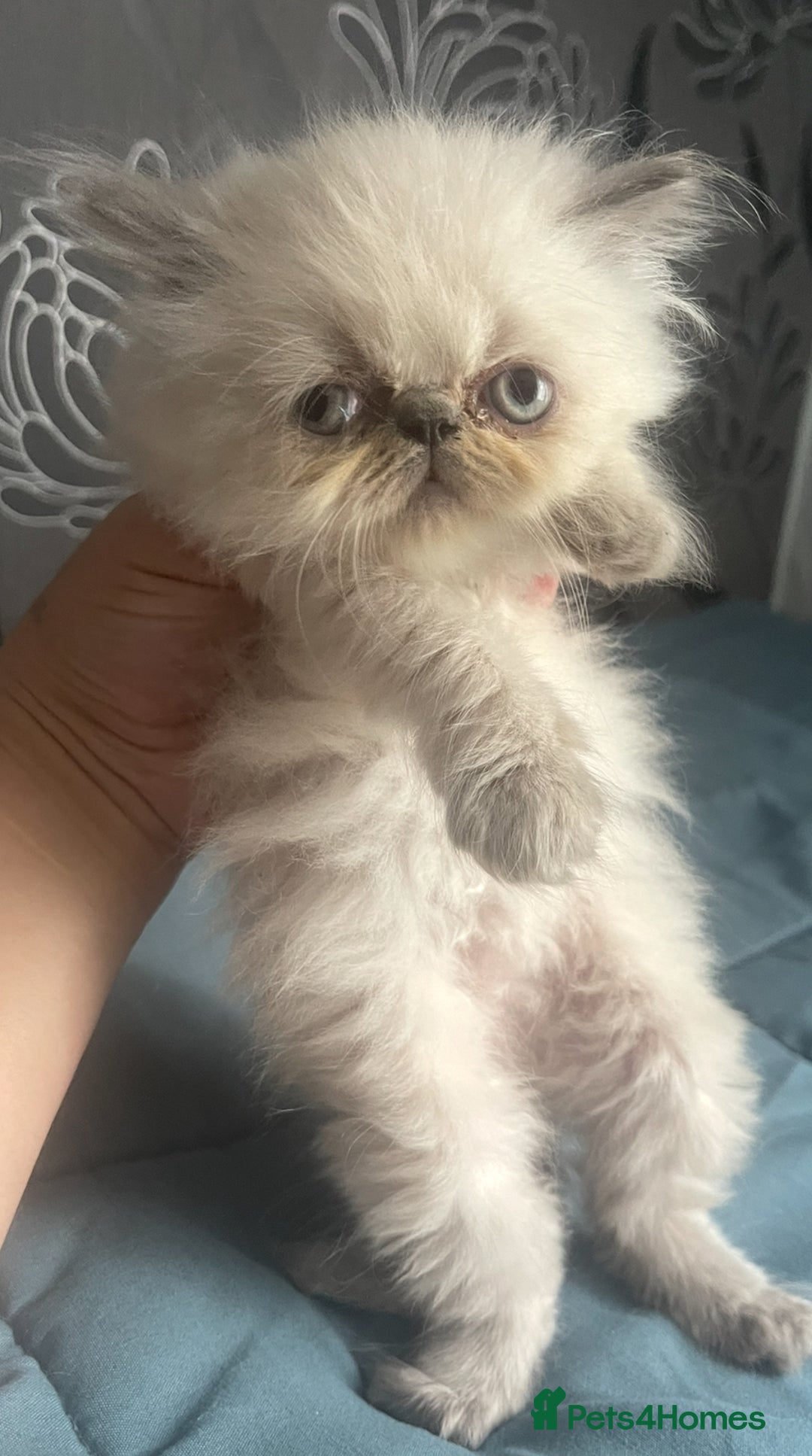 Persian cats for sale: 2 male 4 female  - Image 9