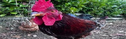 Chickens poultry for sale: Buff Orpington and Rhode Island Red Rooster - Advert 8