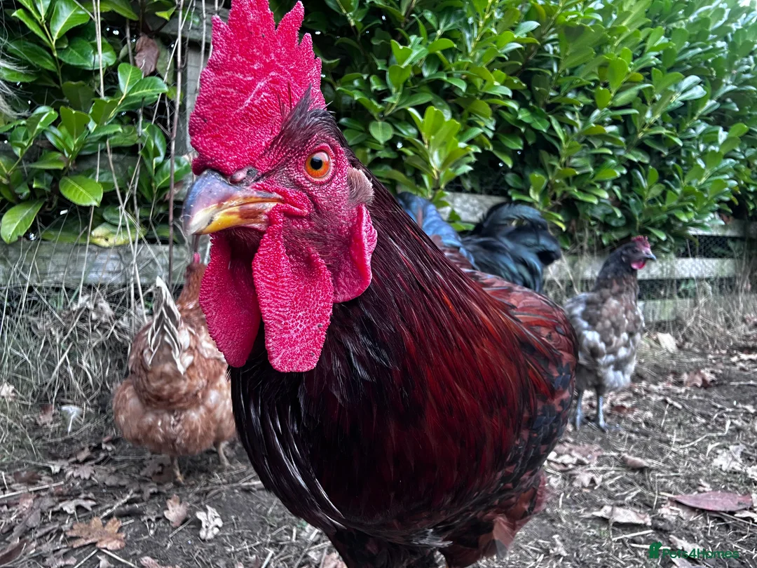 Chickens poultry for sale: Buff Orpington and Rhode Island Red Rooster - Advert 8