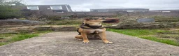 Mixed Breed dogs for sale: Are beautiful roxy - Advert 7