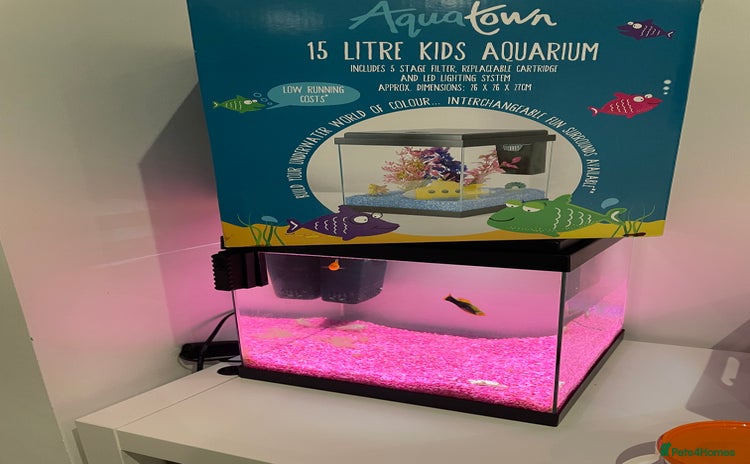 Catfish fish - Advert 1
