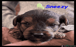 Yorkiepoo dogs for sale:  Adorable YorkiePoo Pups Looking for Loving Homes  - Image 21