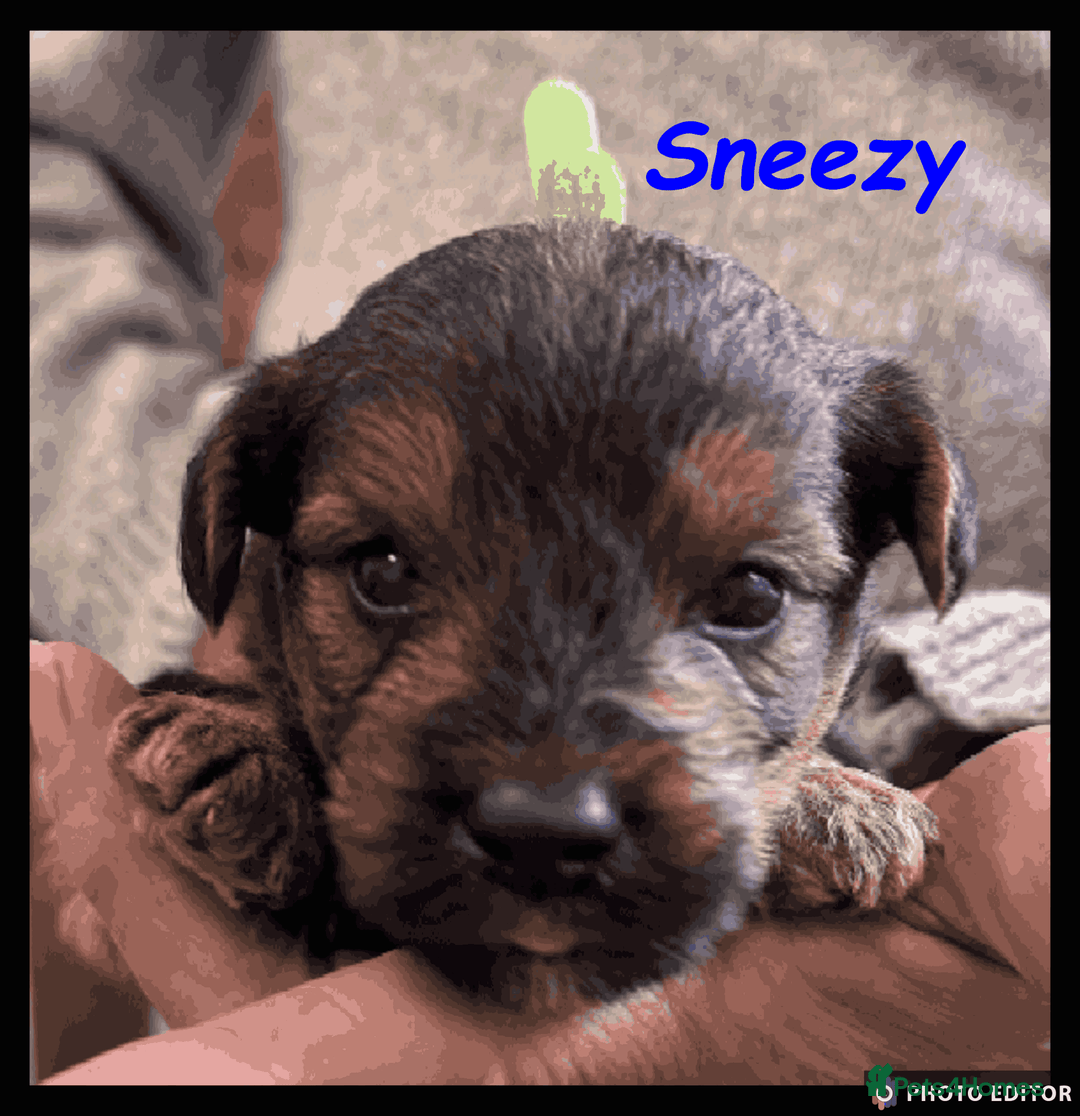 Yorkiepoo dogs for sale:  Adorable YorkiePoo Pups Looking for Loving Homes  - Image 21