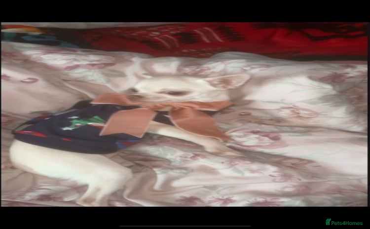 Chihuahua dogs - Advert 1