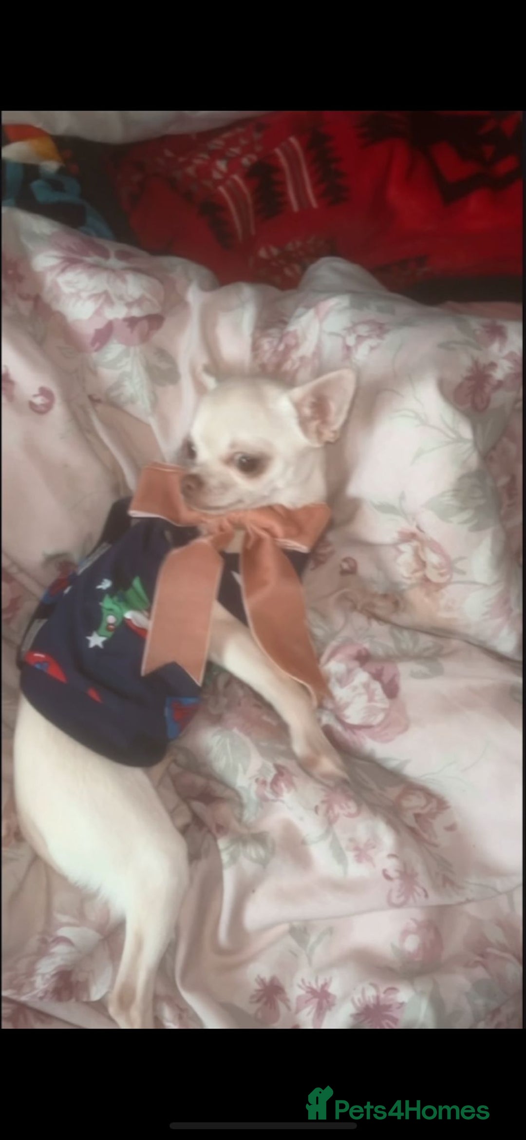 Chihuahua dogs for sale: Female applehead chihuahua - Image 1