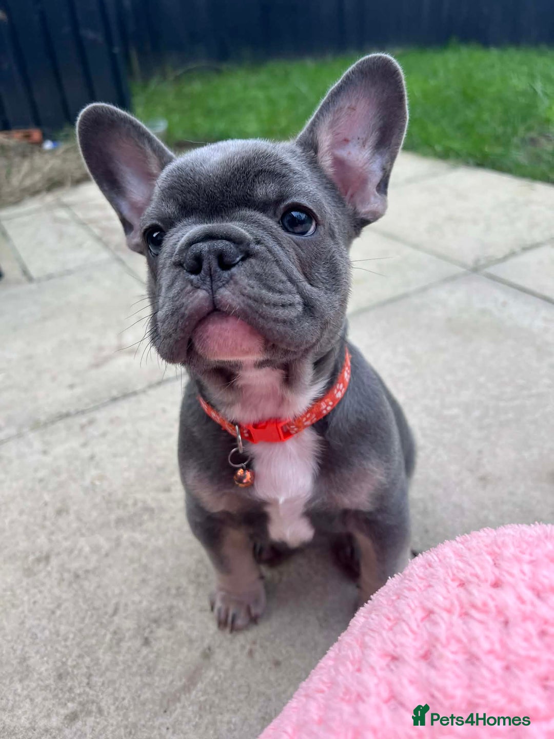 French Bulldog dogs for sale: Last 1 of litter - Advert 7