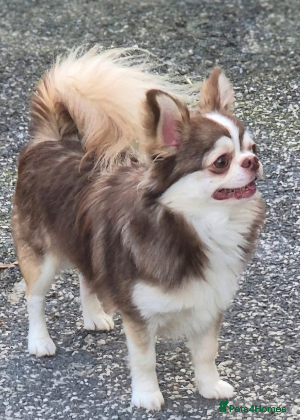 Chihuahua dogs Beautiful Chocolate/White Husky Marked Chihuahua - Advert 1