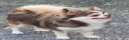 Chihuahua dogs for sale: Beautiful Chocolate/White Husky Marked Chihuahua - Advert 1
