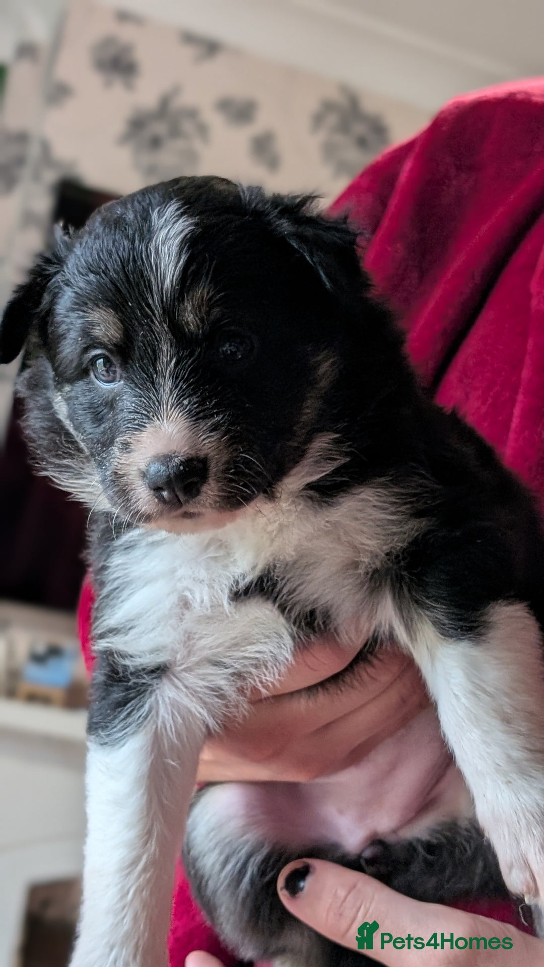 Mixed Breed dogs for sale: Shollie Pups Mid Feb! (German ShepxBorder Collie) - Advert 19