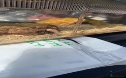 Corn Snake reptiles for sale: Butter motley Corn snake - Image 1
