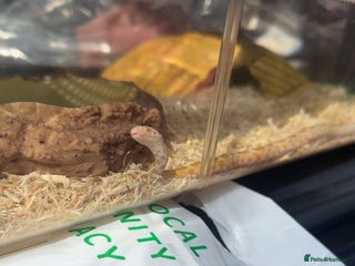 Corn Snake reptiles - Advert 17