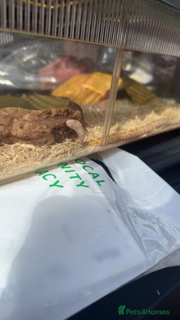 Corn Snake reptiles - Advert 1