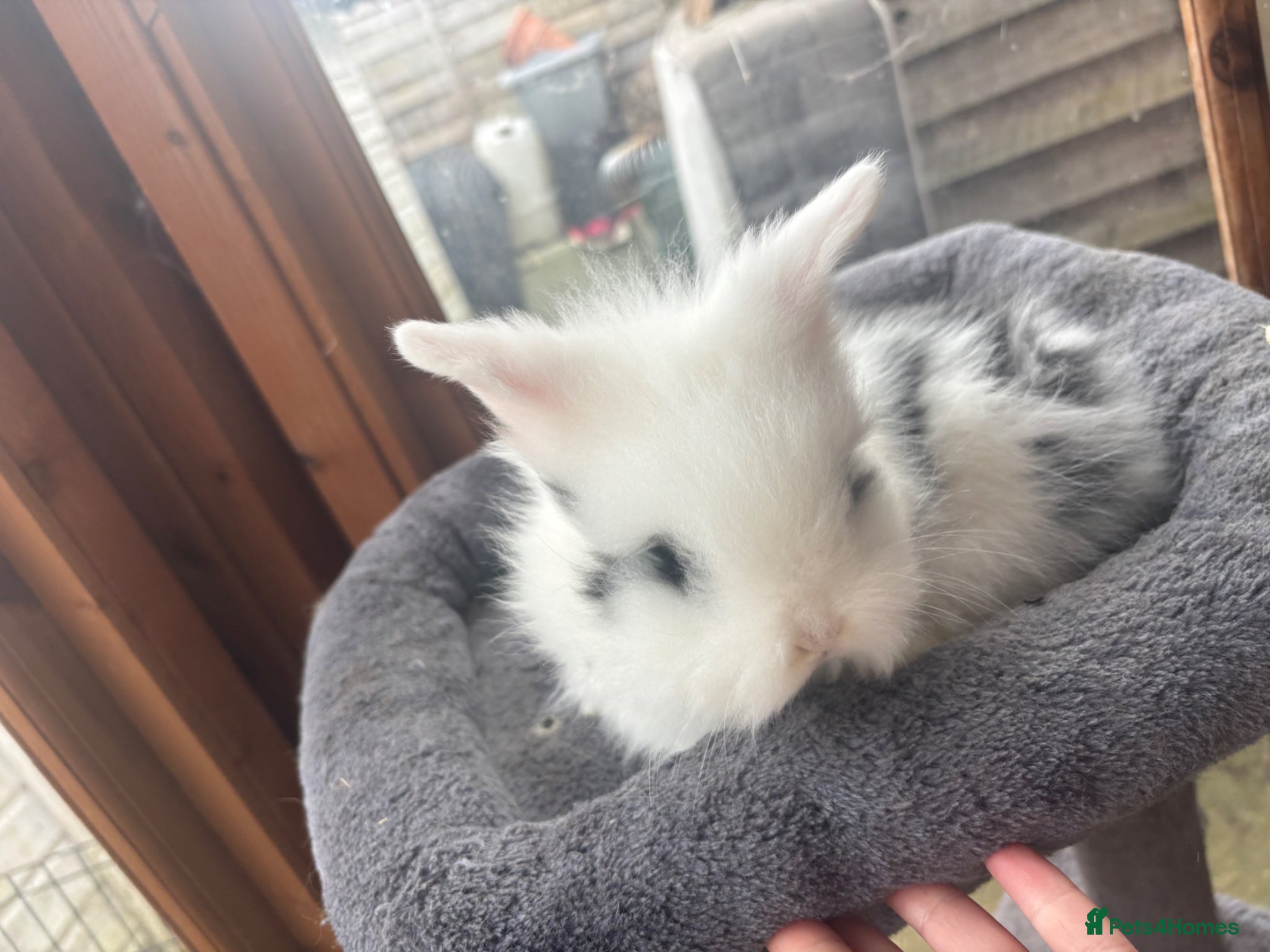 Lionhead rabbits 5 beautiful lion head ready for new home  - Advert 5