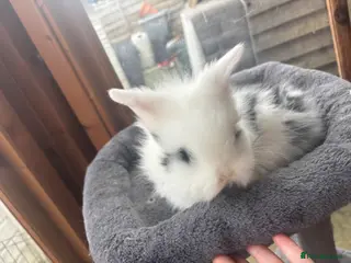 Lionhead rabbits 5 beautiful lion head ready for new home - Advert 5