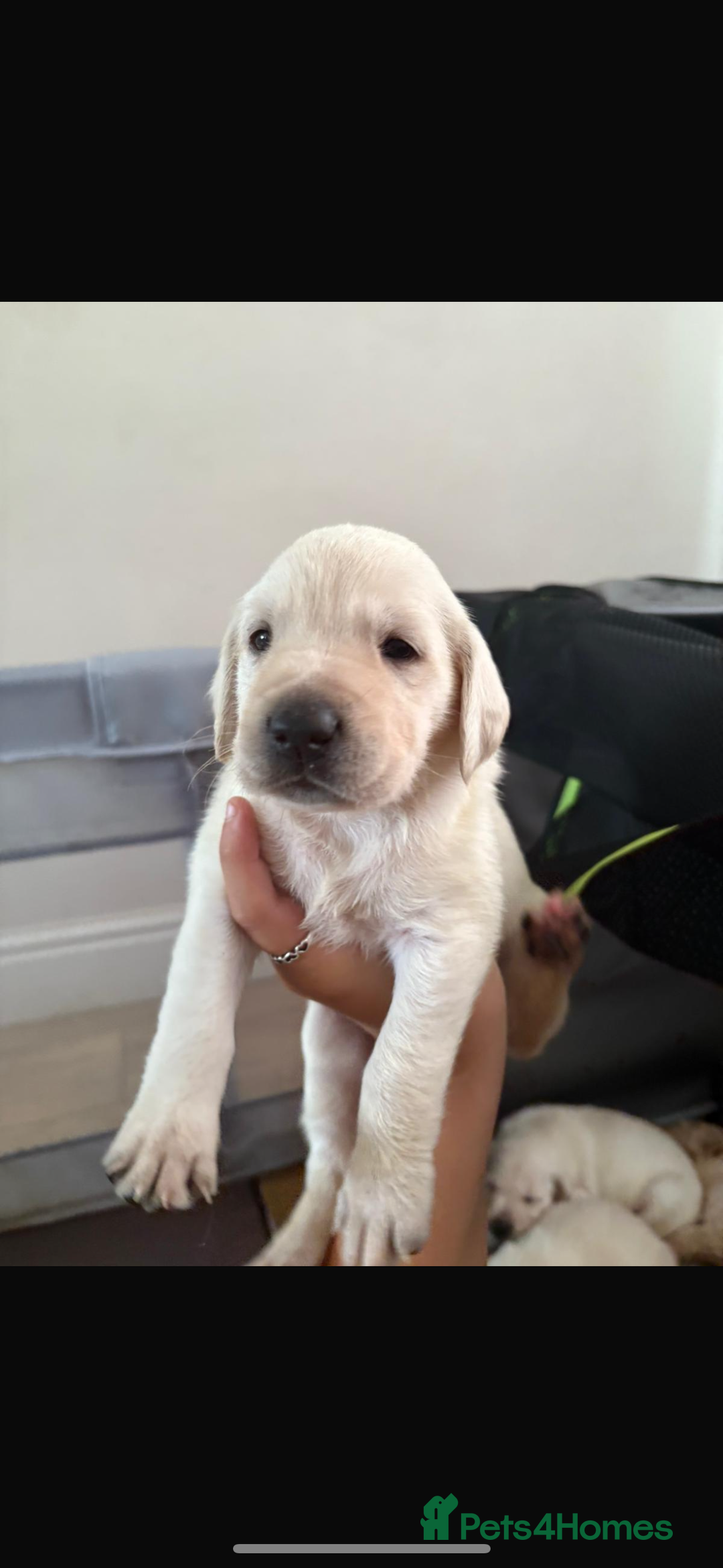 Australian Labradoodle dogs for sale: Puppy  - Image 9