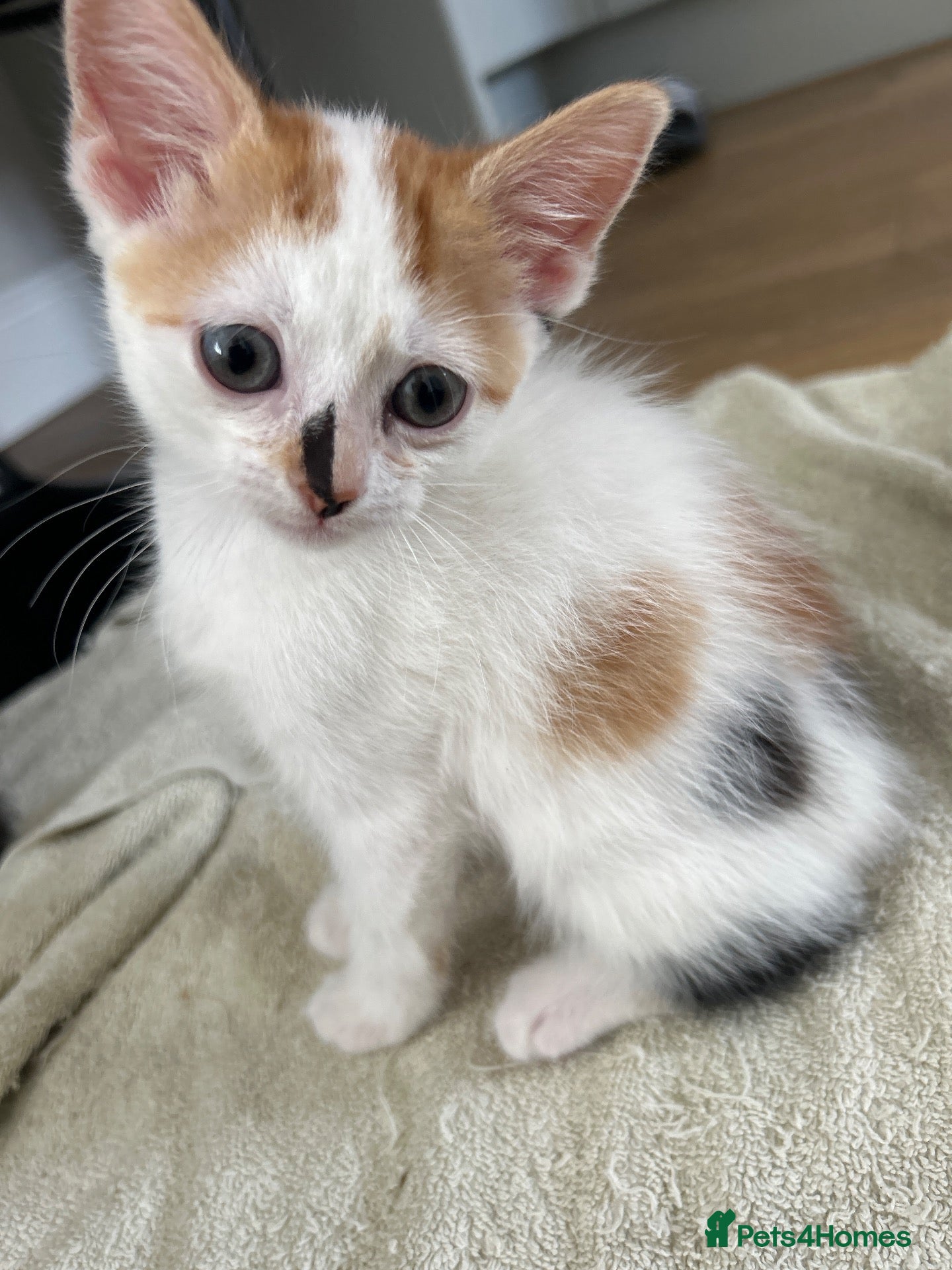 Mixed Breed cats Beautiful Kittens - Advert 12