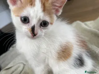 Mixed Breed cats Beautiful Kittens - Advert 12