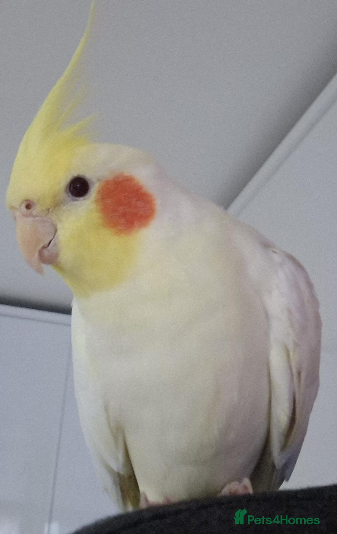 Cockatiels birds for sale: 4 cockatiels - 2 male, 2 female. - Advert 3