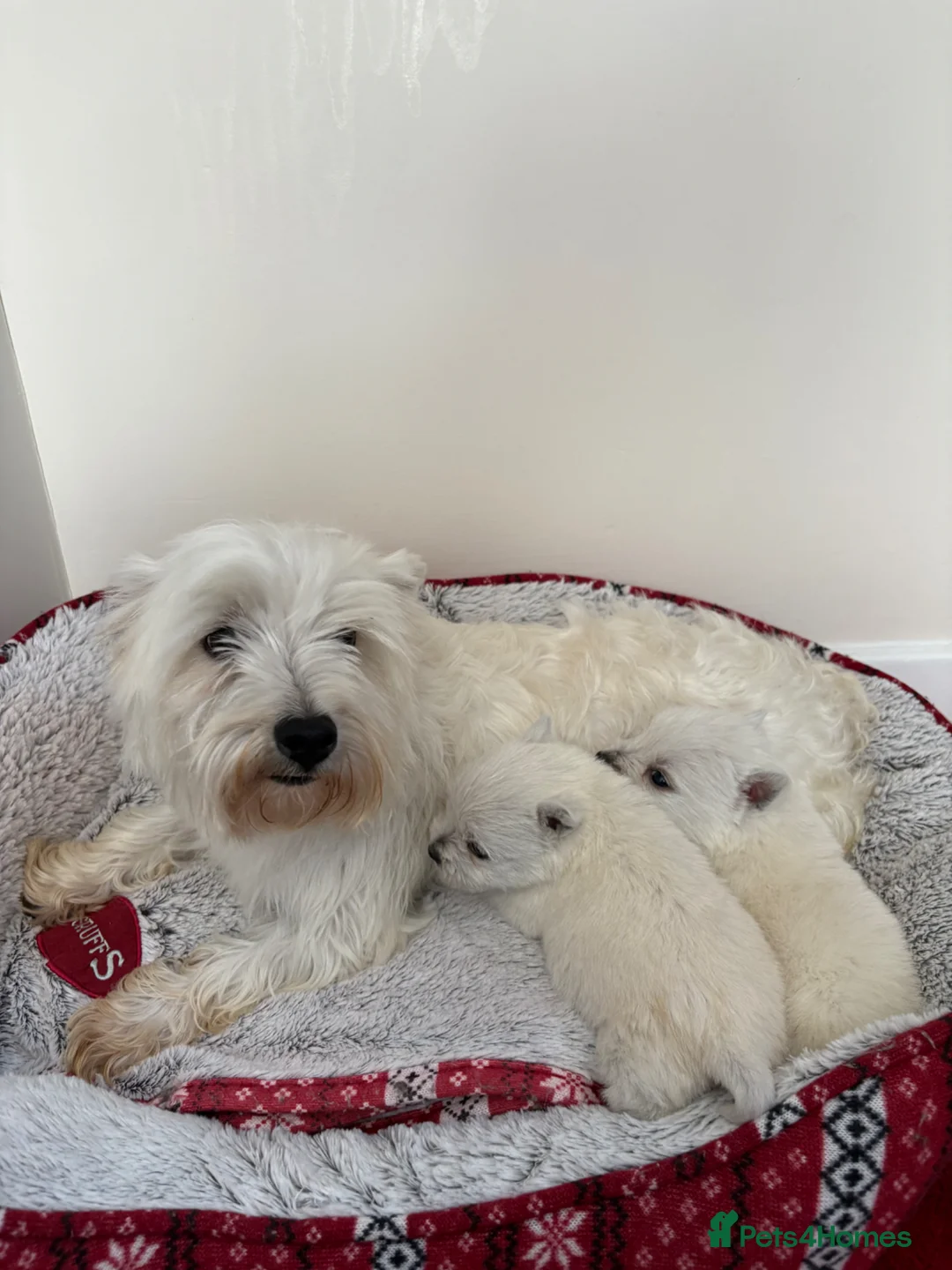 West Highland Terrier dogs for sale: 2 stunning west highland terrier puppies for sale  - Advert 1