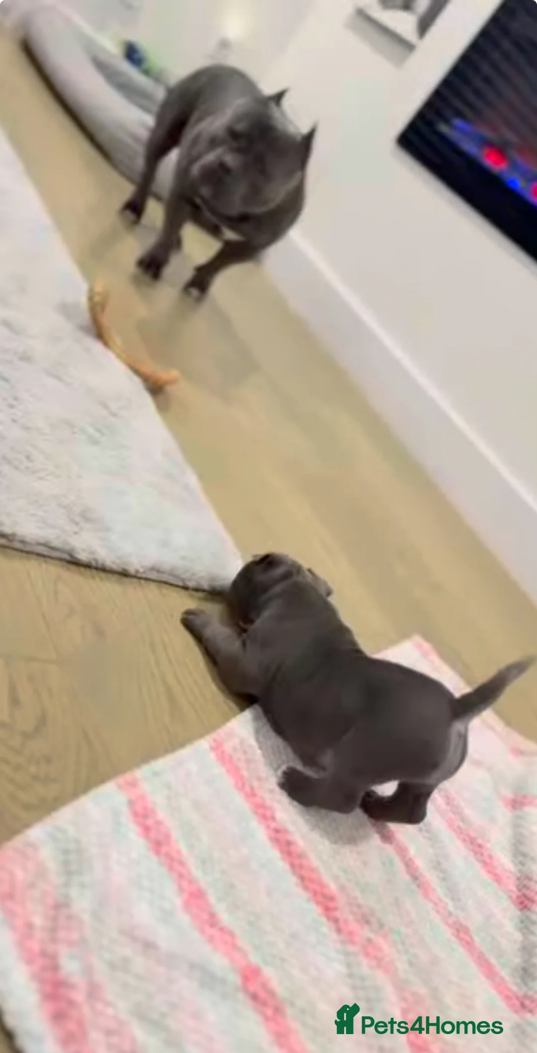 Staffordshire Bull Terrier dogs for sale: 1st Class 100%Staffy puppies Kc Reg - Advert 20