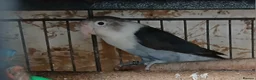 Lovebirds birds for sale: Lovebirds dna'd fischers lovebirds  - Advert 9
