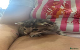 Mixed Breed cats for sale: Mixed breed kittens - Image 3