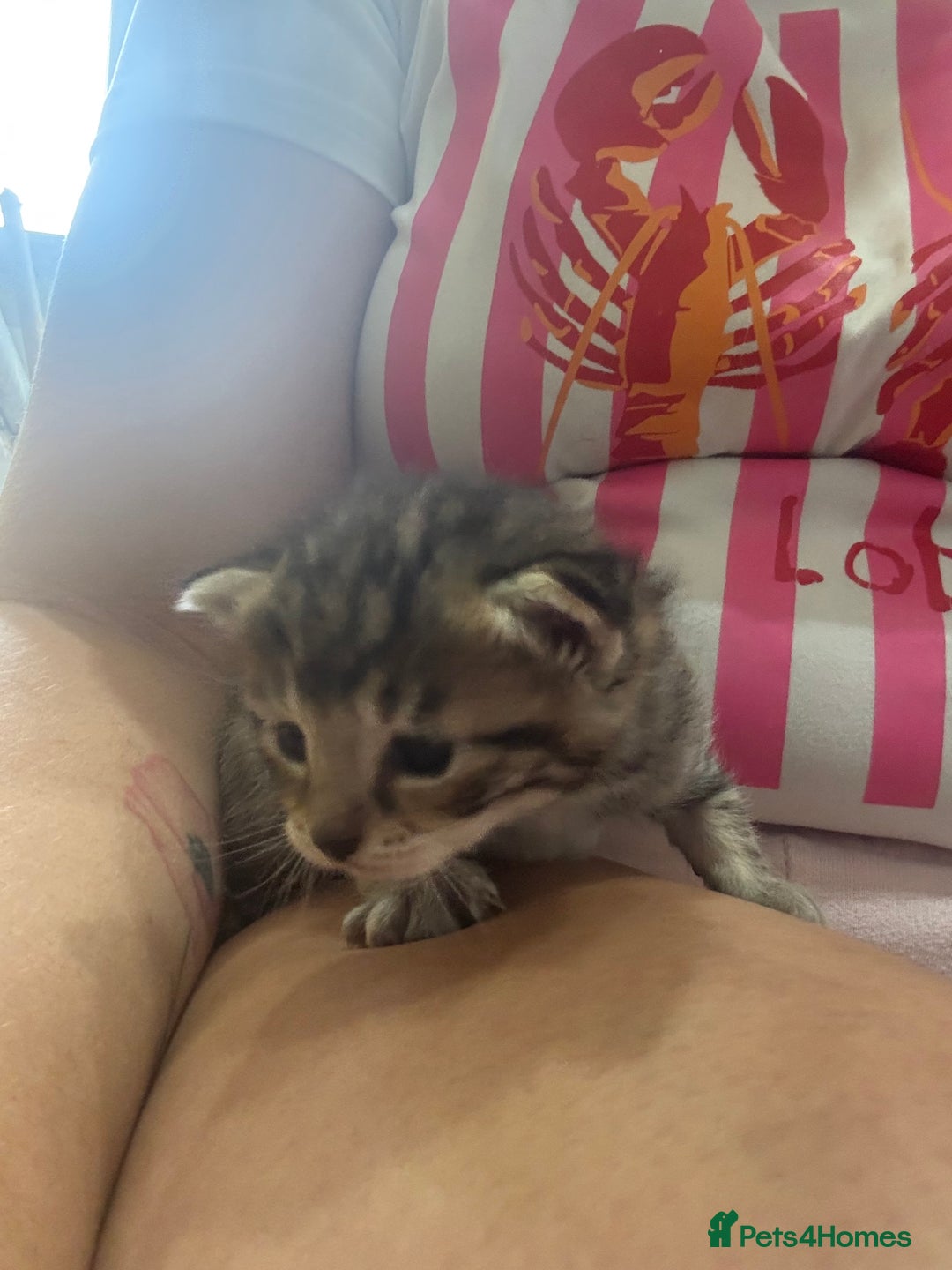Mixed Breed cats for sale: Mixed breed kittens - Image 3