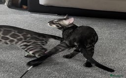Bengal cats for sale: Exceptional breed quality bengals  - Image 6
