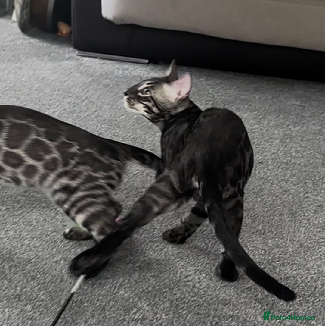 Bengal cats for sale: Exceptional breed quality bengals  - Image 6