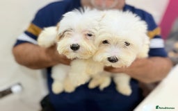 Maltese dogs for sale: Maltese - Advert 3