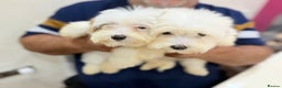 Maltese dogs for sale: Maltese - Advert 3