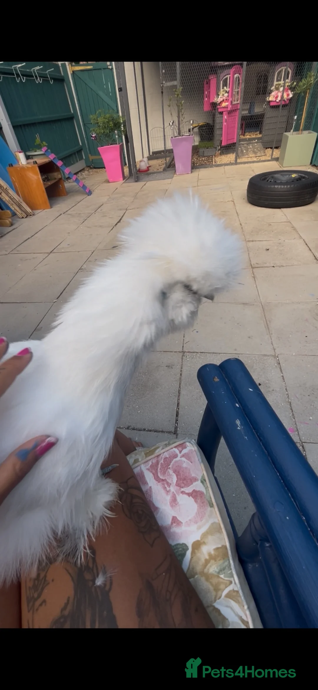 Hens poultry for sale: 2 silkie hens  - Advert 22