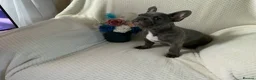 French Bulldog dogs for sale: KC registered adorable french bulldog boy  - Advert 9