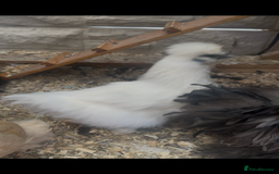 Chickens poultry for sale: Bonded Bantams  - Image 4