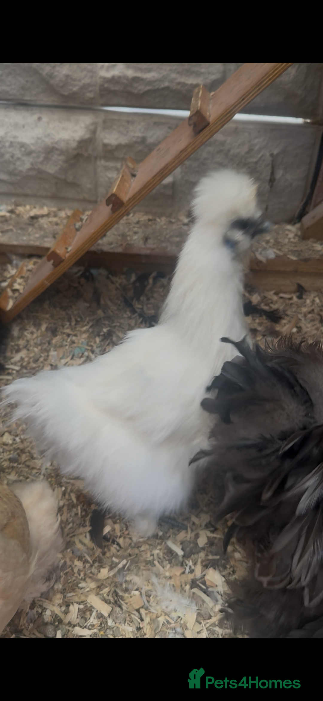 Chickens poultry for sale: Bonded Bantams  - Image 4