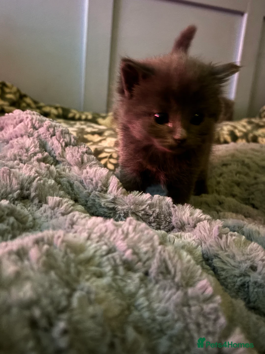 Ragdoll cats for sale: 4 bundles of Ragdoll x joy - Advert 7