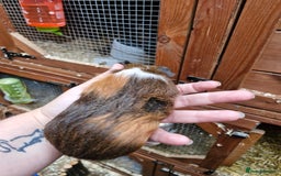Guinea Pig rodents for sale: Male guinea pig - Image 2