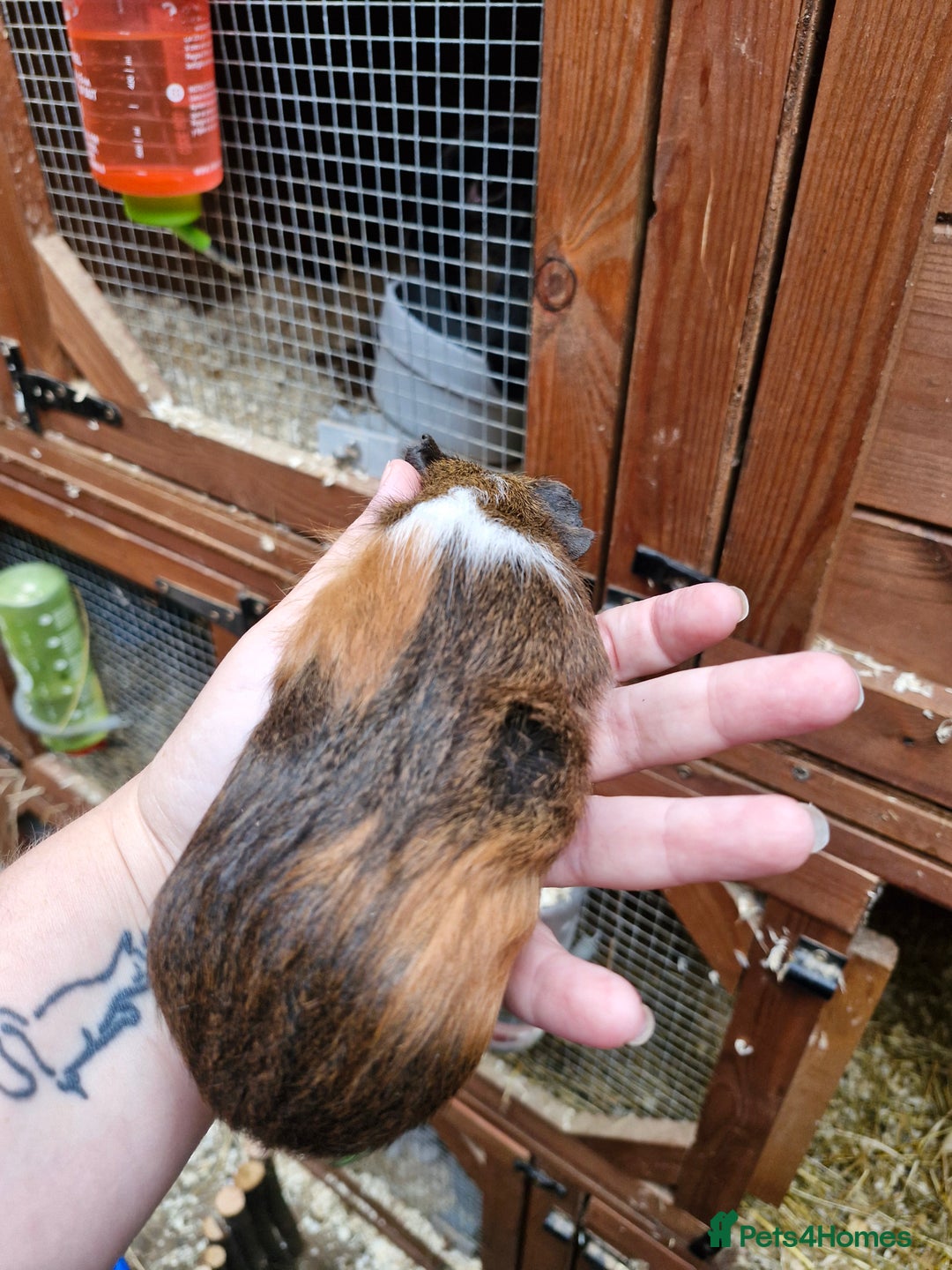 Guinea Pig rodents for sale: Male guinea pig - Image 2