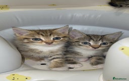 Mixed Breed cats for sale: British Blue Tabby X DSH Kittens For Sale - Image 17