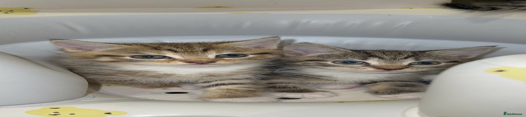 Mixed Breed Kitten 4
