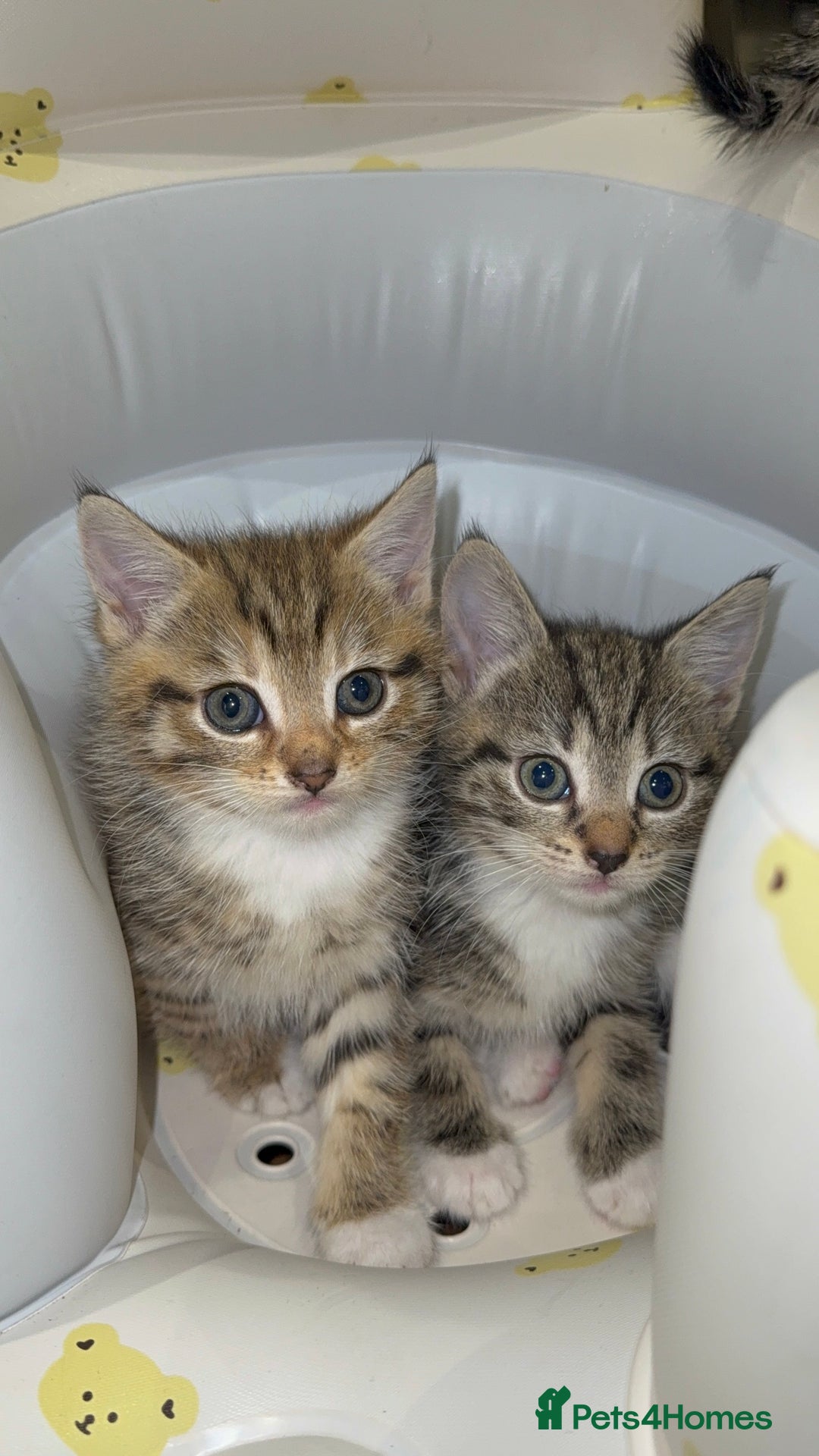 Mixed Breed cats for sale: British Blue Tabby X DSH Kittens For Sale - Image 17