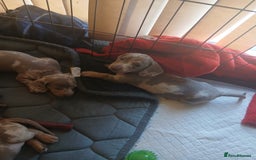 Dachshund dogs for sale: Dachshund Puppy 5 - Isabella dapple dachshund puppies - Image 13