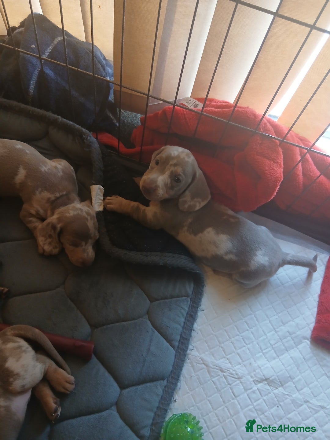 Dachshund dogs for sale: Dachshund Puppy 5 - Isabella dapple dachshund puppies - Image 13